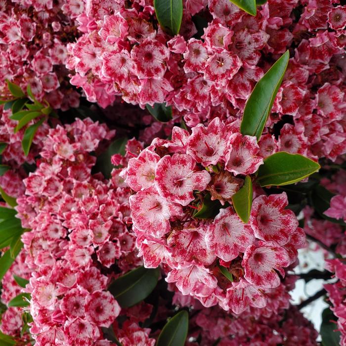 'Keepsake' - Kalmia latifolia from Milmont Greenhouses