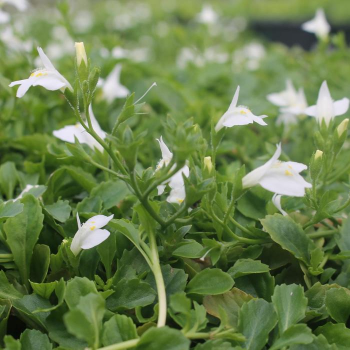 'Alba' - Mazus reptans from Milmont Greenhouses