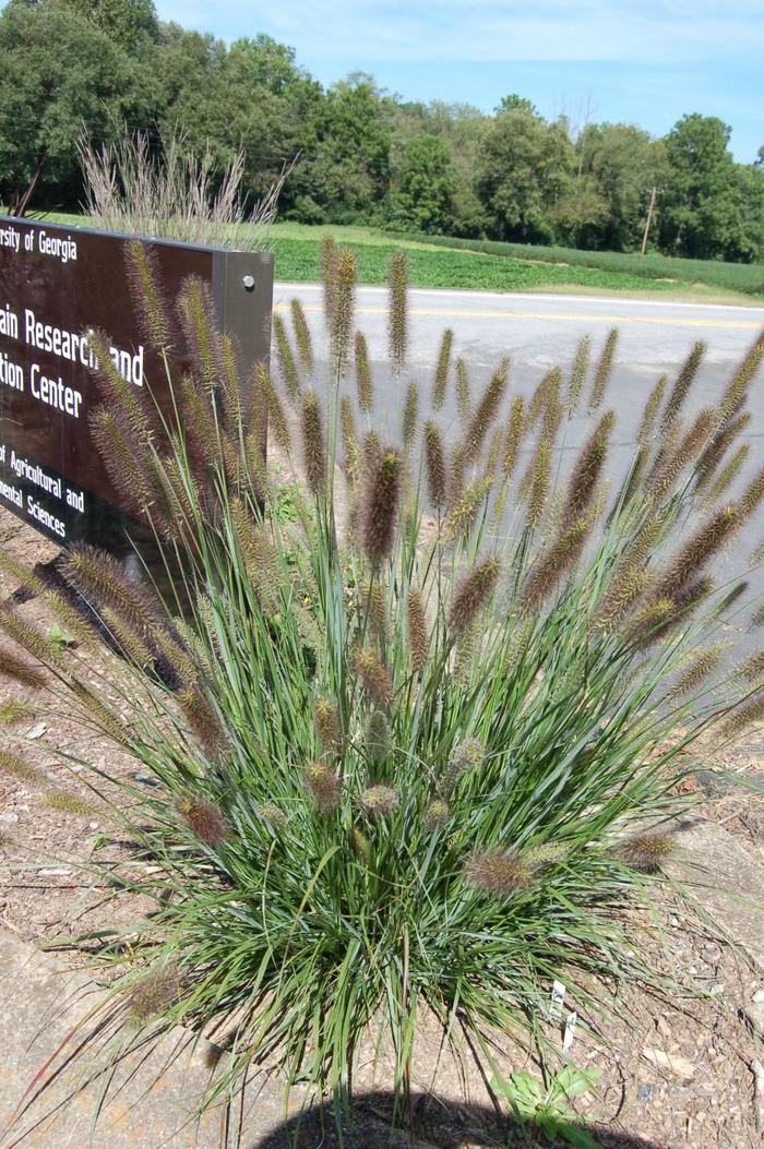 'Cayenne&trade;' Fountain Grass - Pennisetum alopecuroides from Milmont Greenhouses