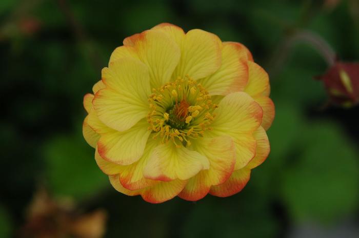 Cocktails&trade; 'Tequila Sunrise' - Geum from Milmont Greenhouses
