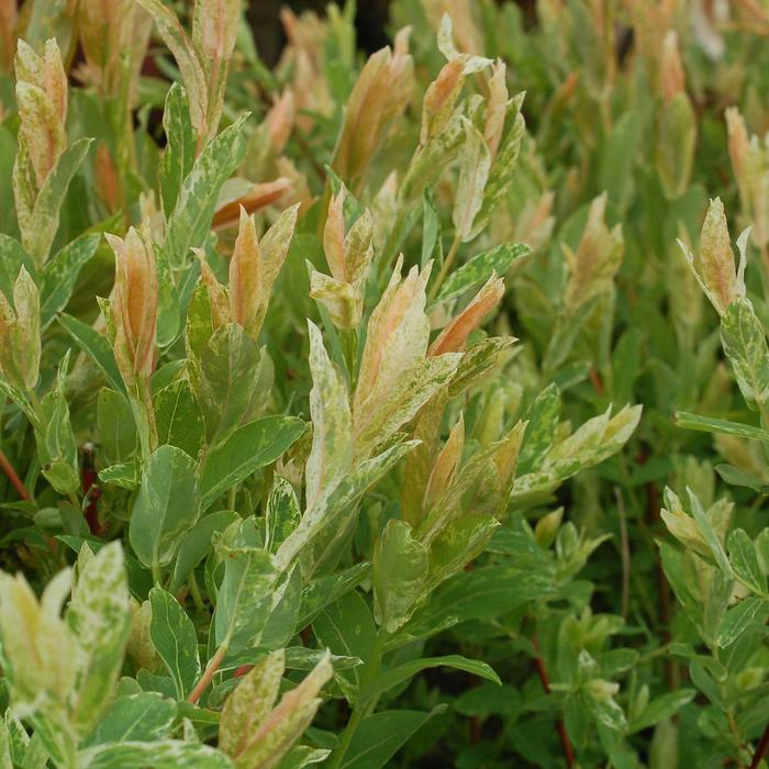 'Hakuro-Nishiki' Dappled Willow - Salix integra from Milmont Greenhouses
