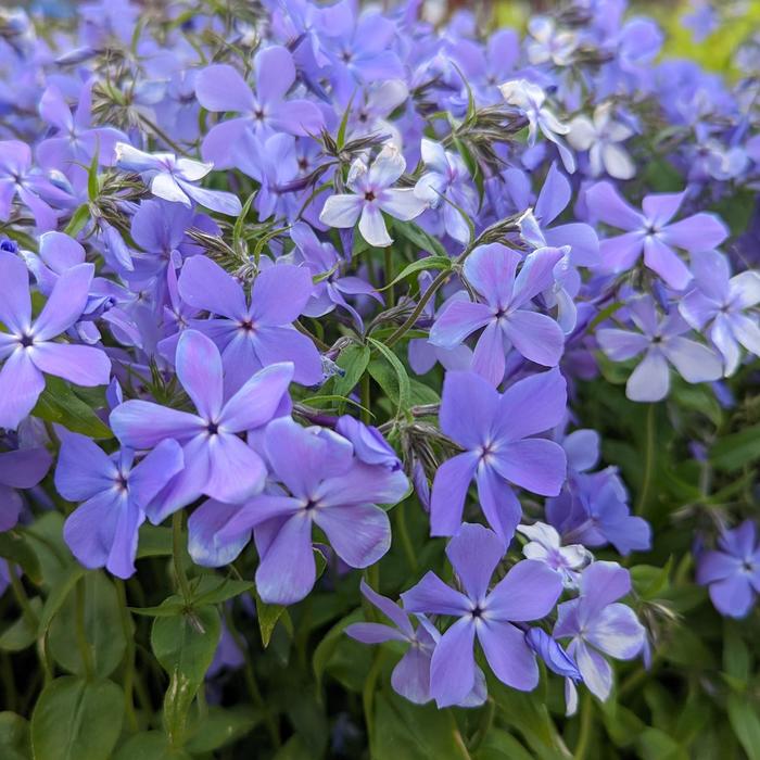 'Blue Moon' Woodland Phlox - Phlox divaricata from Milmont Greenhouses
