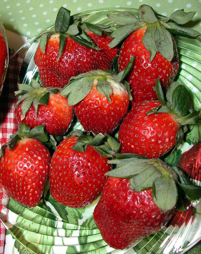 'Allstar' Strawberry - Fragaria ananassa from Milmont Greenhouses