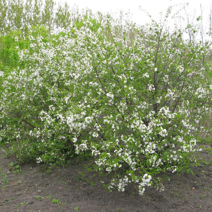 'Carmine Jewel&trade;' Dwarf Cherry Tree - Prunus fruticosa x cerasus from Milmont Greenhouses