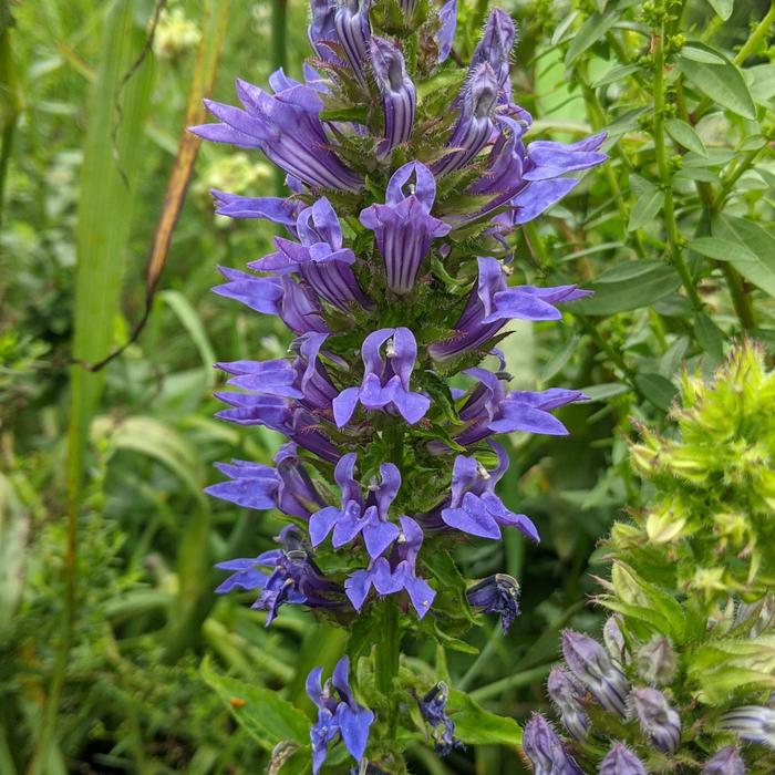 Cardinal Flower - Lobelia siphilitica from Milmont Greenhouses