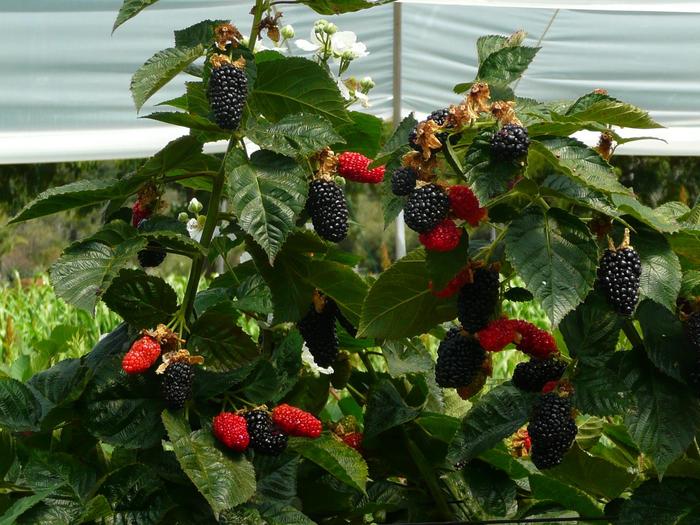 Prime-Ark&reg; 'Freedom' - Rubus (Blackberry) from Milmont Greenhouses