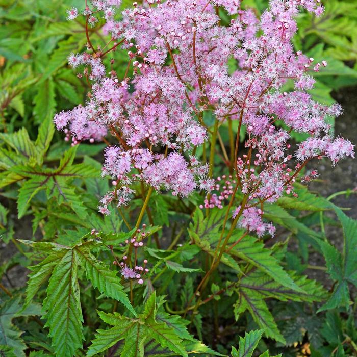 'Red Umbrellas' Meadow Sweet - Filipendula from Milmont Greenhouses