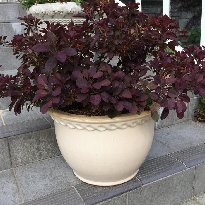 'Velveteeny&trade;' Purple Smokebush - Cotinus coggygria from Milmont Greenhouses