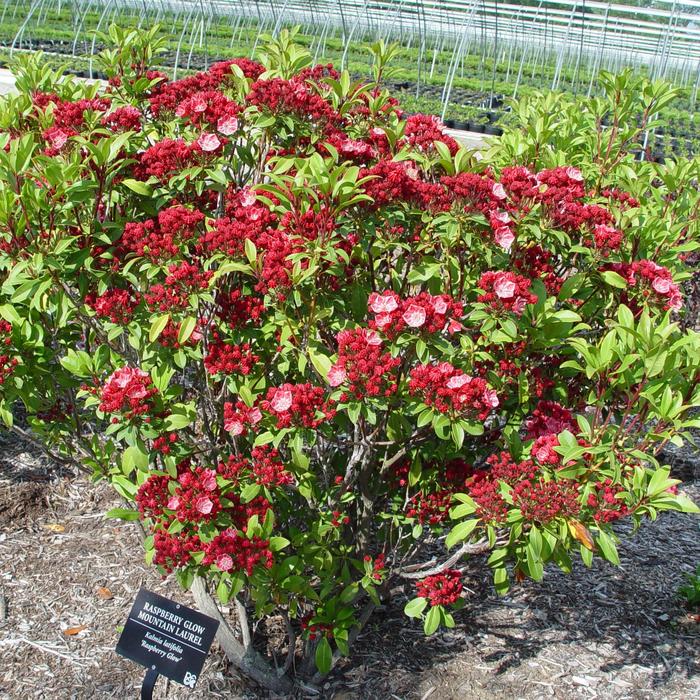 'Raspberry Glow' Mountain Laurel - Kalmia latifolia from Milmont Greenhouses