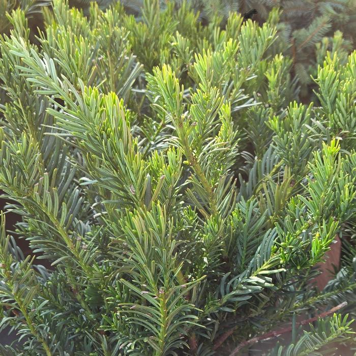 'Duke Gardens' Japanese Plum Yew - Cephalotaxus harringtonia from Milmont Greenhouses