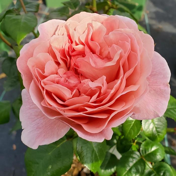 'Strawberry Hill' Climbing Rose - Rosa from Milmont Greenhouses