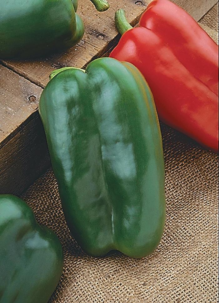 'Big Bertha' Sweet Bell Pepper - Capsicum annuum from Milmont Greenhouses