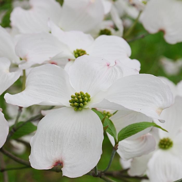 'Spring Grove&reg;' Pagoda Dogwood - Cornus florida from Milmont Greenhouses