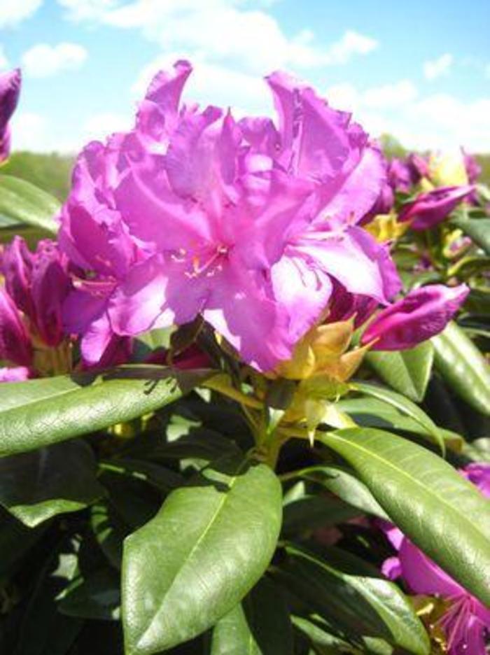 'Purple Passion' - Rhododendron from Milmont Greenhouses
