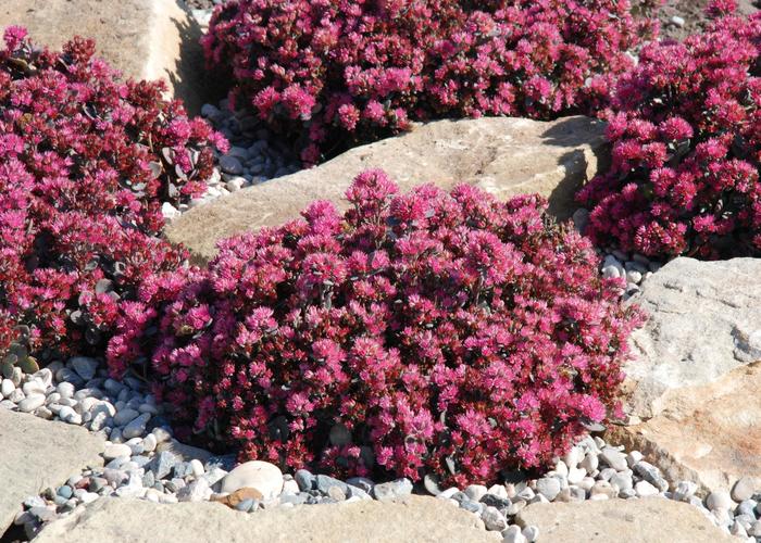 Sunsparkler&reg; 'Blue Elf' - Sedum (Stonecrop) from Milmont Greenhouses