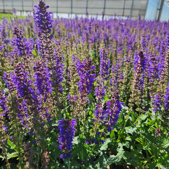 Sallyrosa&trade; 'April Night' - Salvia (Meadow Sage) from Milmont Greenhouses