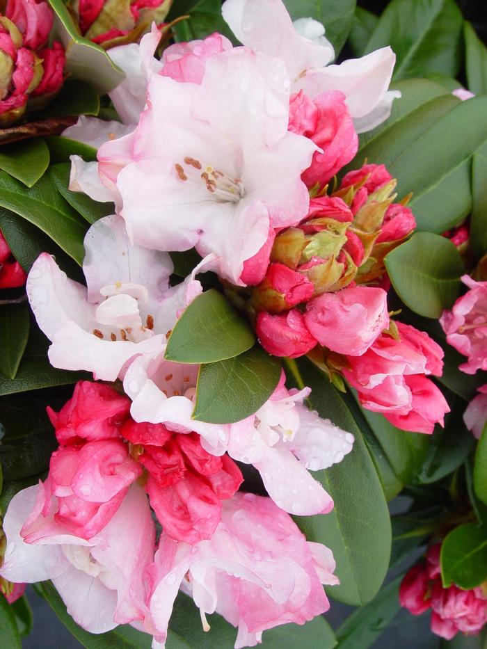 'Mardi Gras' - Rhododendron from Milmont Greenhouses