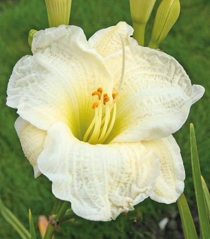 'Gentle Shepherd' Daylily - Hemerocallis from Milmont Greenhouses