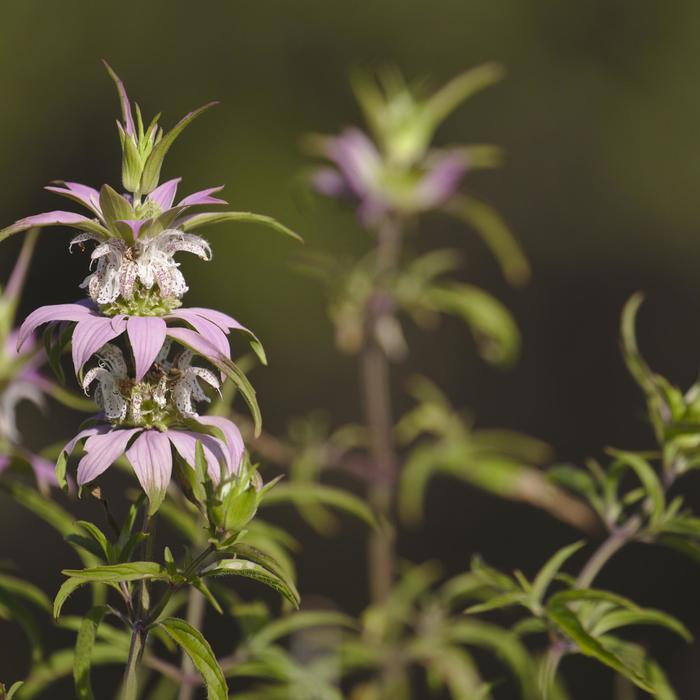 Spotted Bee Balm - Monarda punctata from Milmont Greenhouses