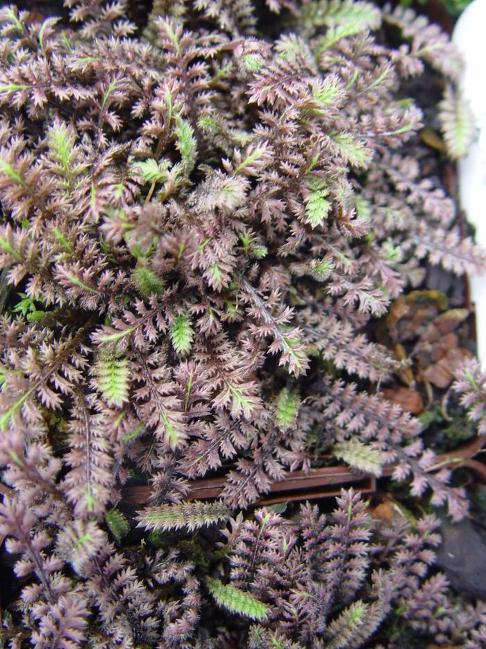 'Platt's Black' Black Brass Buttons - Leptinella squalida from Milmont Greenhouses