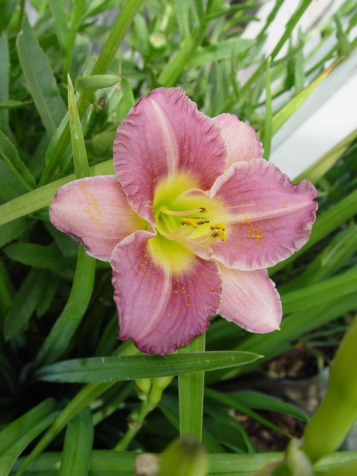 'Entrapment' Daylily - Hemerocallis from Milmont Greenhouses