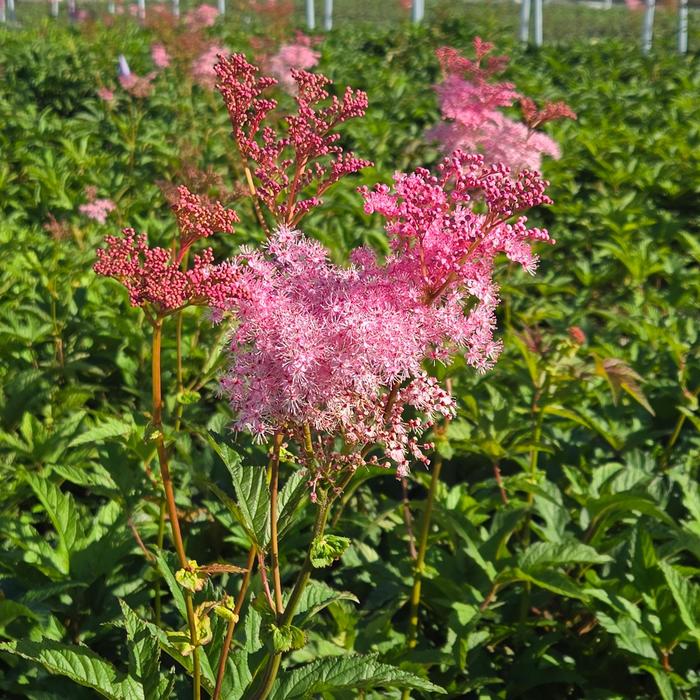 'Venusta' Queen of the Prairie - Filipendula rubra from Milmont Greenhouses