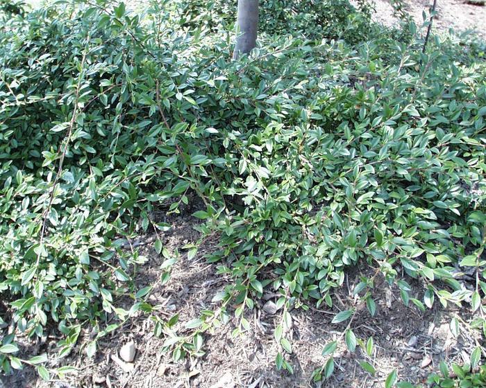 'Repens' Spreading Willowleaf Cotoneaster - Cotoneaster salicifolius from Milmont Greenhouses