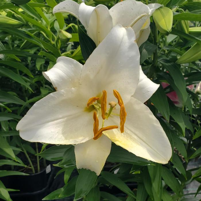 'Casa Blanca' Oriental Lily - Lilium from Milmont Greenhouses