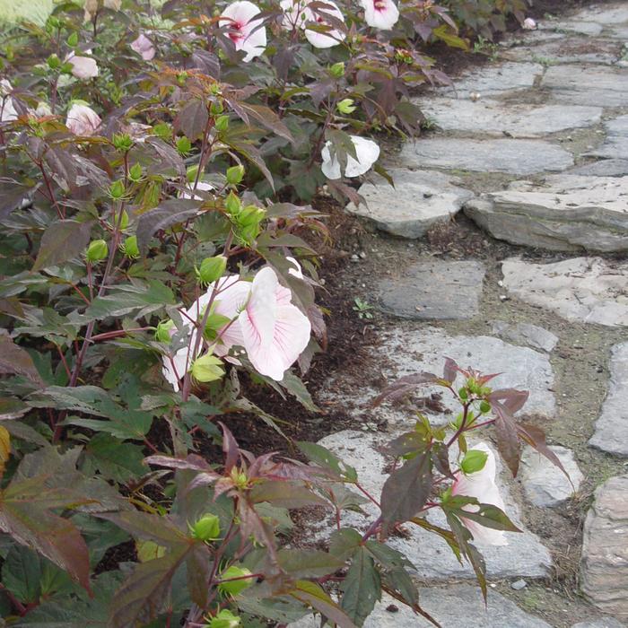 'Kopper King' Rose Mallow - Hibiscus x moscheutos from Milmont Greenhouses