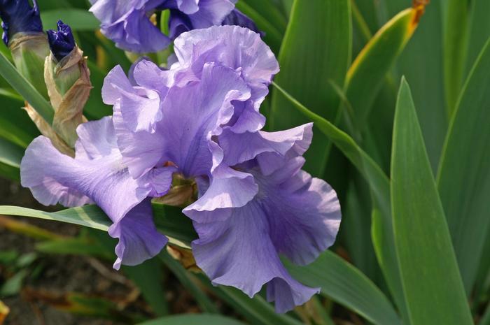 'Breakers' Breakers Bearded Iris - Iris germanica from Milmont Greenhouses