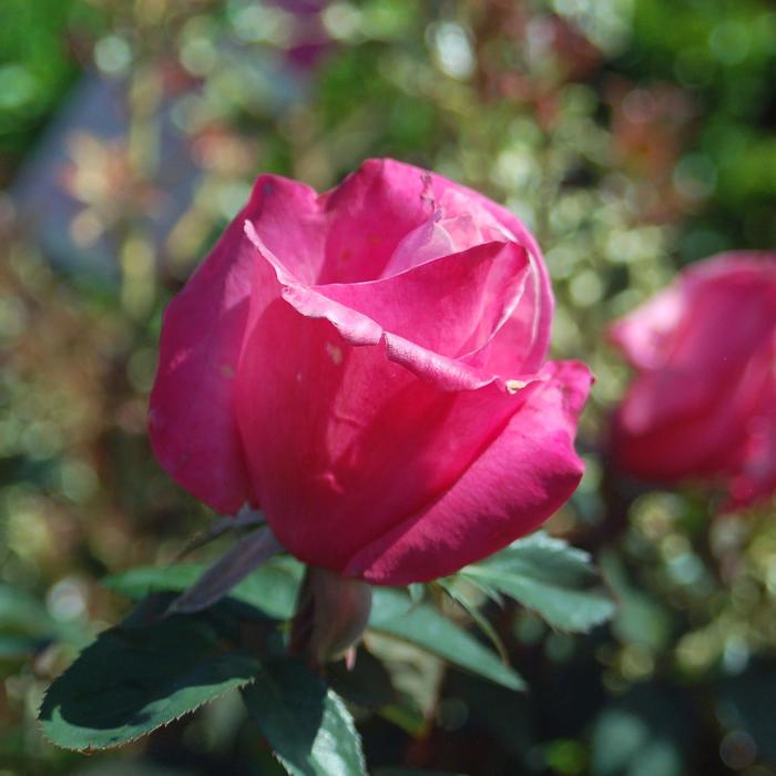 'First Prize' Hybrid Tea Rose - Rosa from Milmont Greenhouses
