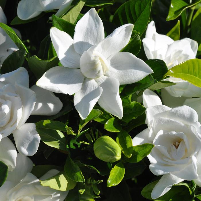 'Summer Snow&reg;' - Gardenia jasminoides from Milmont Greenhouses