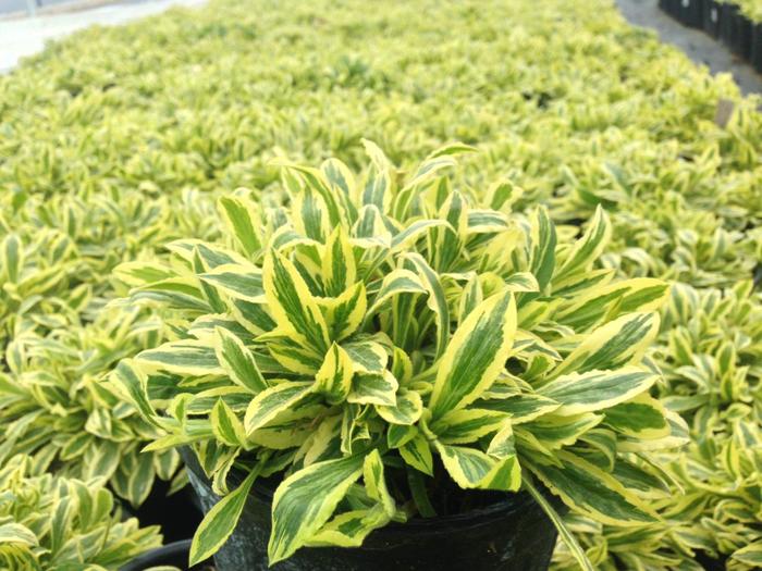 'Clifford Moor' Variegated Catch Fly - Silene dioica from Milmont Greenhouses