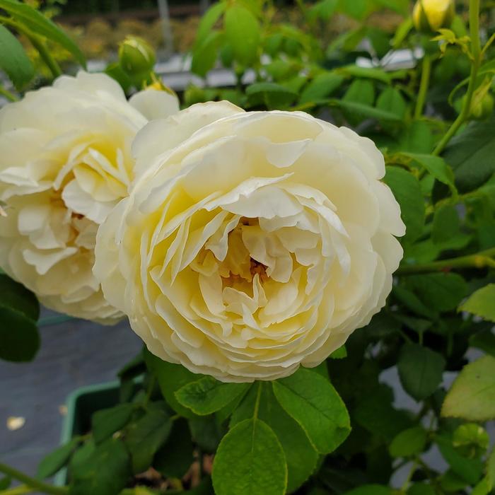 'Claire Austin' English Rose - Rosa from Milmont Greenhouses