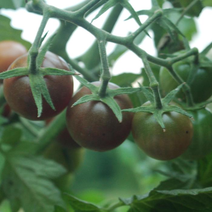 'Black Cherry' Tomato - Lycopersicon esculentum from Milmont Greenhouses
