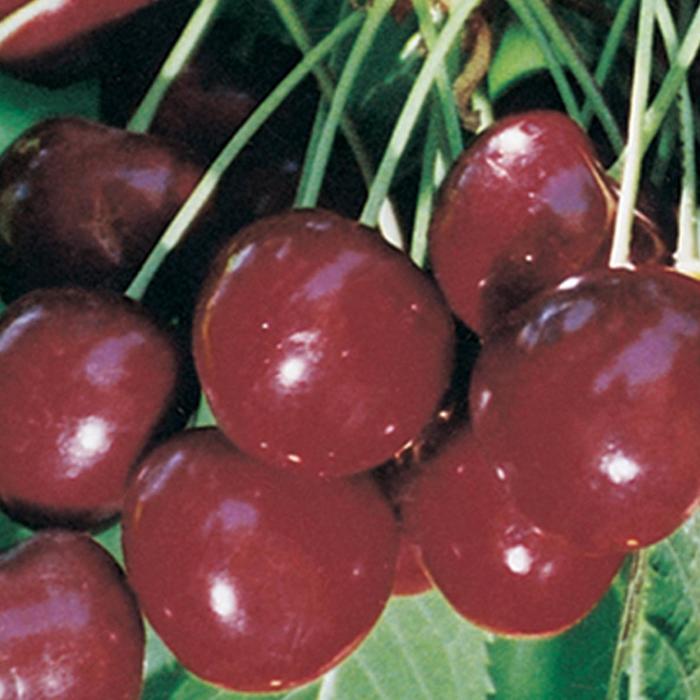 'Regina&trade;' Sweet Cherry - Prunus avium from Milmont Greenhouses