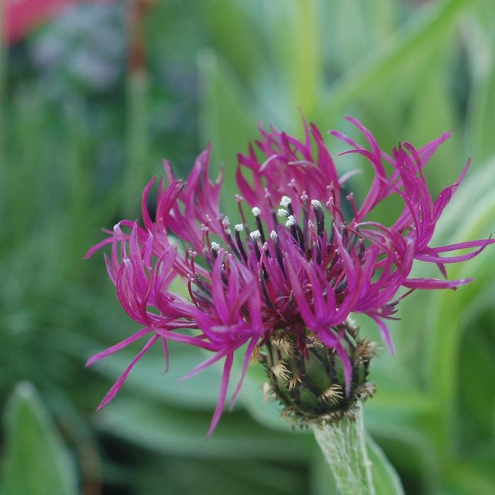 'Amethyst Dream' Bachelors Button - Centaurea montana from Milmont Greenhouses
