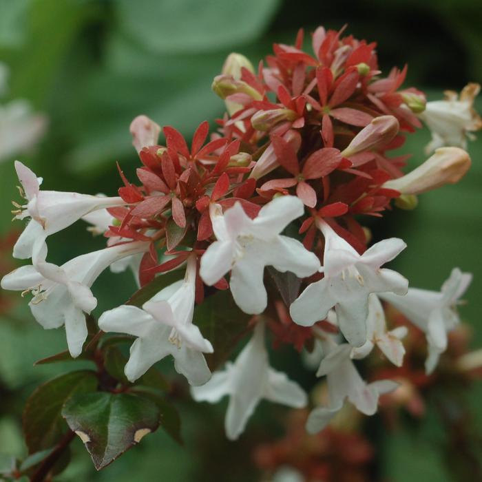 'Little Richard' - Abelia x grandiflora (Glossy Abelia) from Milmont Greenhouses