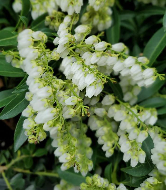 'Purity' Lily of the Valley Shrub - Pieris japonica from Milmont Greenhouses