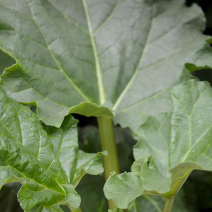 'Victoria' Rhubarb - Rheum rhabarbarum from Milmont Greenhouses
