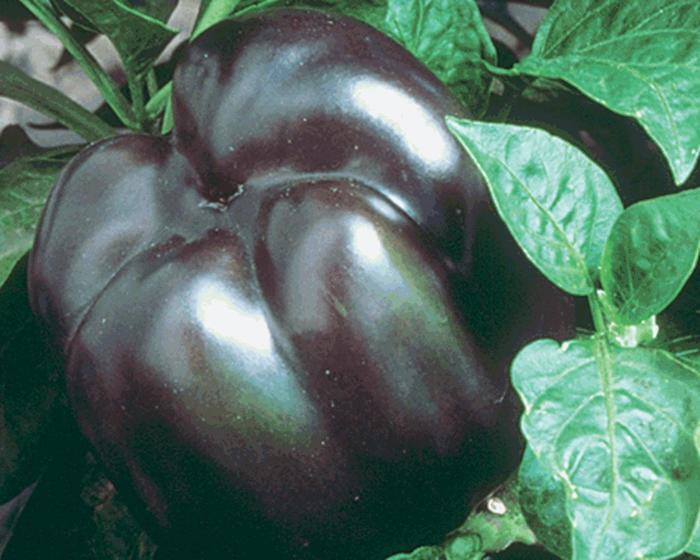 ''Purple Beauty'' Bell Pepper - Capsicum annuum from Milmont Greenhouses