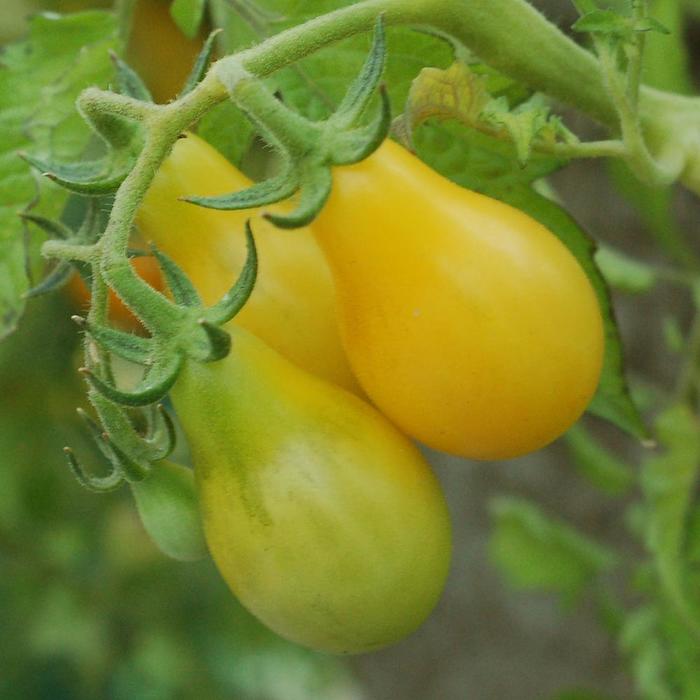 Culinary Couture&trade; ''Yellow Pear'' - Lycopersicon esculentum (Tomato) from Milmont Greenhouses