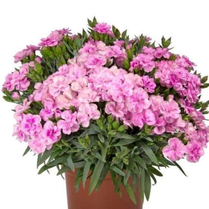 'Peman Fancy Lilac' - Dianthus from Milmont Greenhouses
