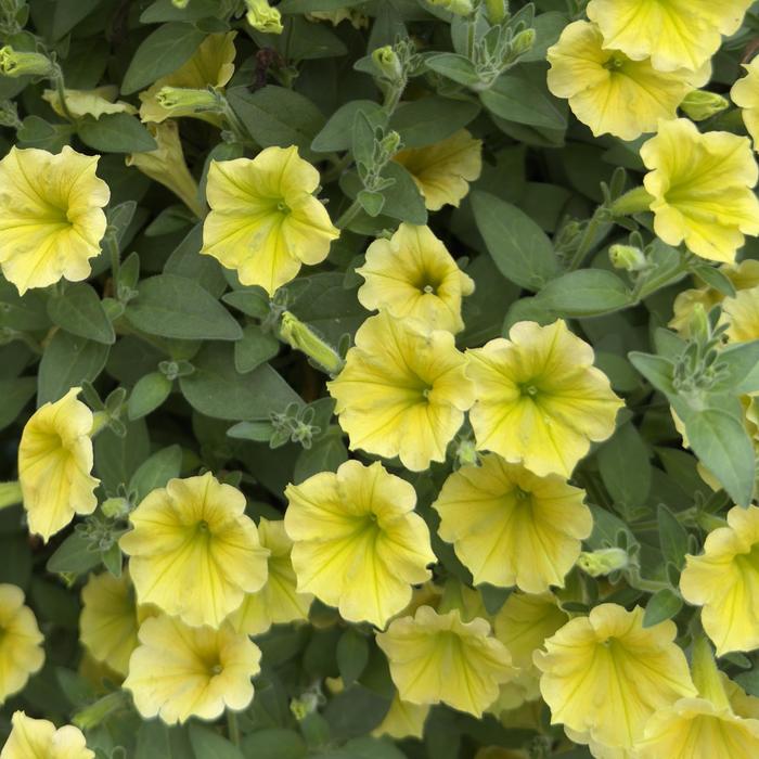 Supertunia Mini Vista&reg; Yellow - Petunia from Milmont Greenhouses