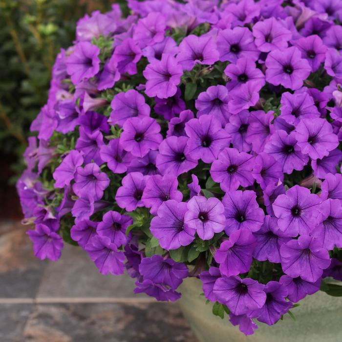 Supertunia Mini Vista&reg; 'Indigo' - Petunia from Milmont Greenhouses