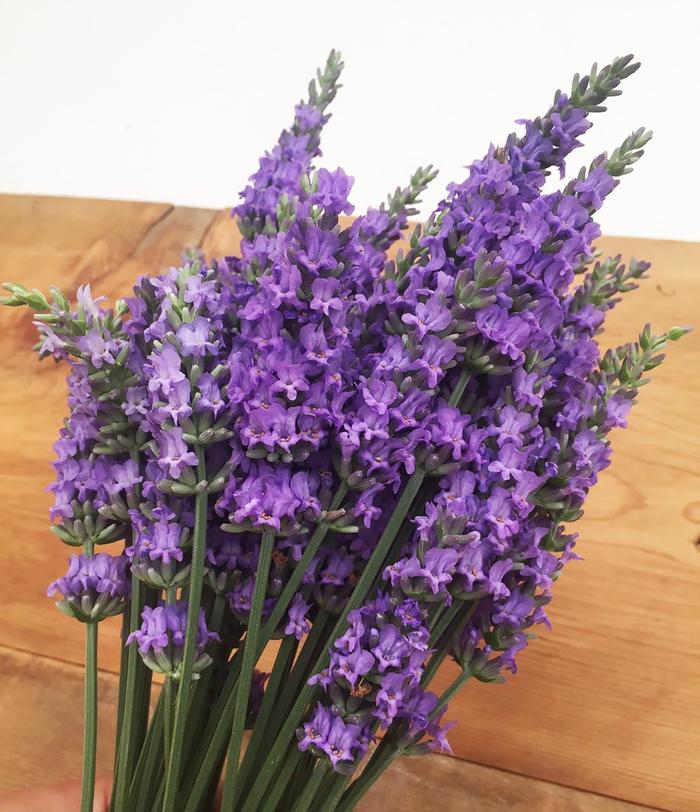 Lavender Sensational!&trade; - Lavandula x intermedia from Milmont Greenhouses