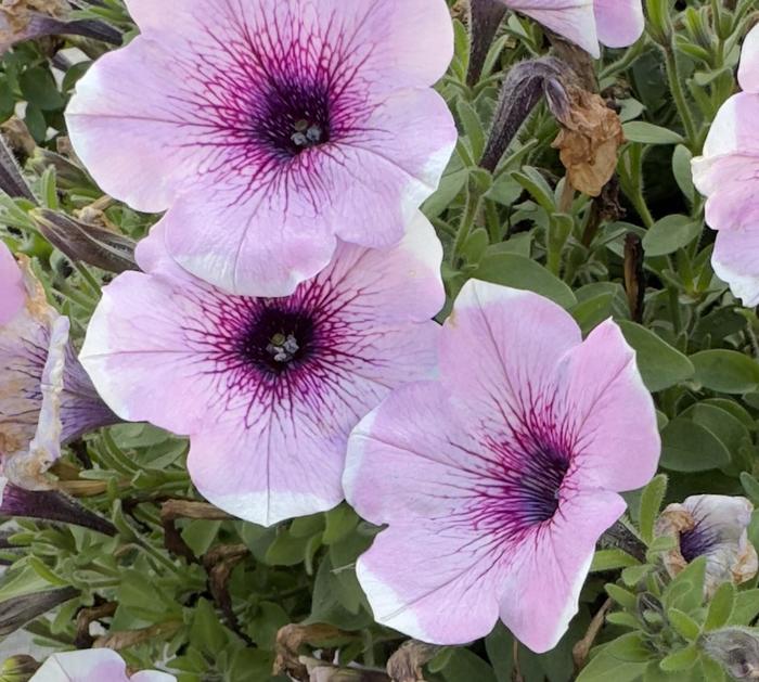 'Potunia Plus Lavender Touch' - Petunia from Milmont Greenhouses