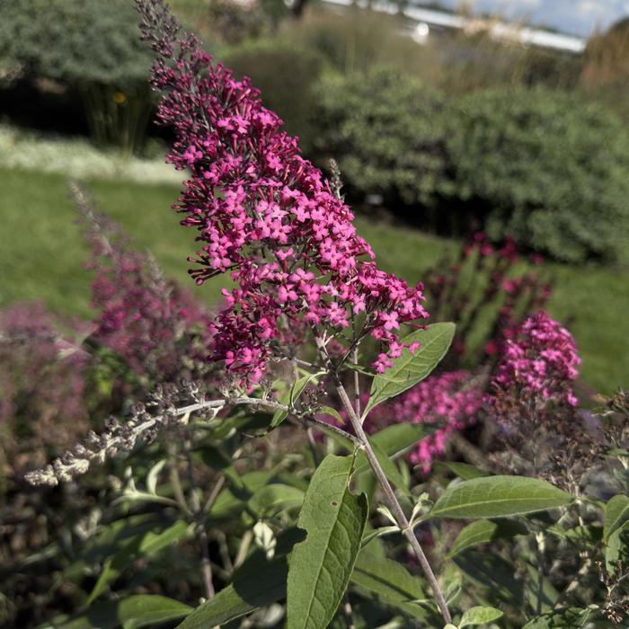 Monarch&reg; 'Cherry Royale' - Buddleia davidii (Butterfly Bush) from Milmont Greenhouses