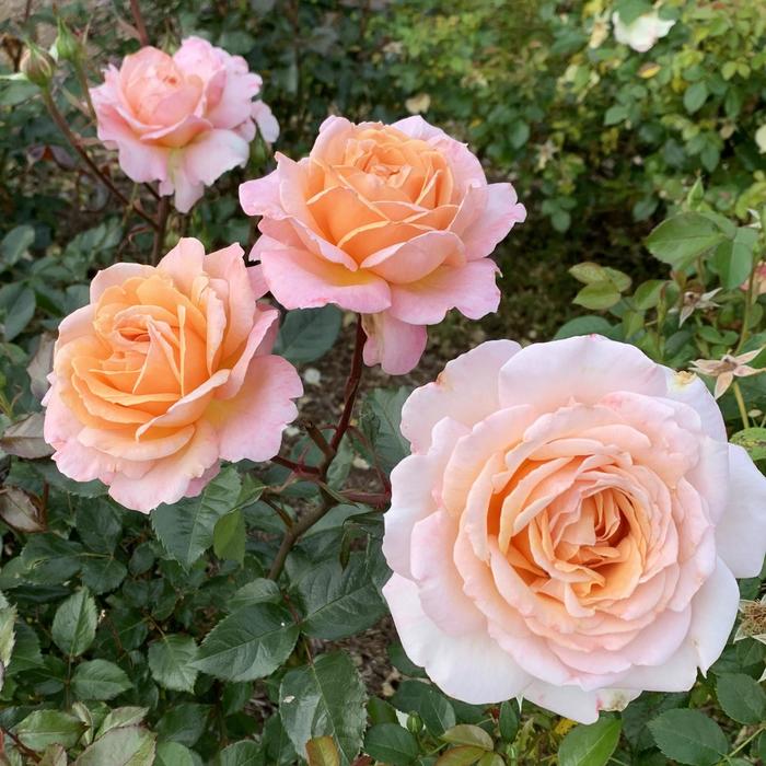 Parfuma&reg; 'Sunrise' Hybrid Tea Rose - Rosa x from Milmont Greenhouses