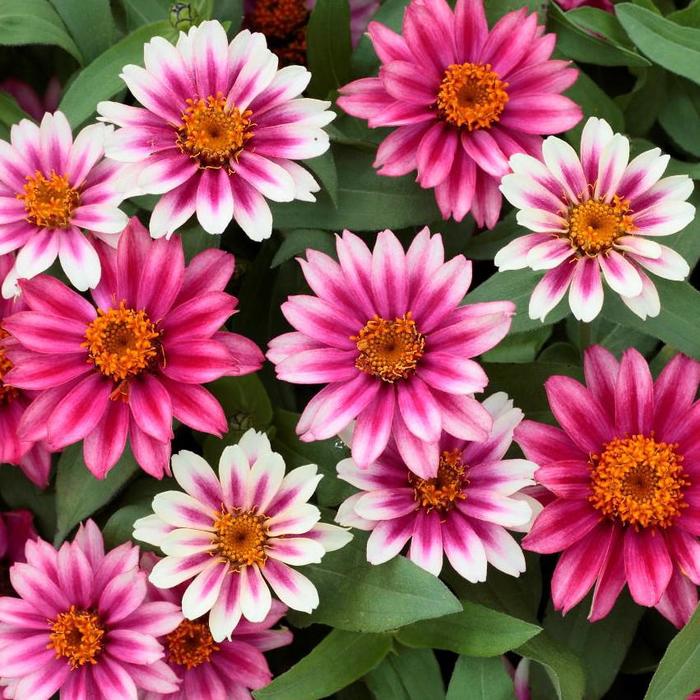'Profusion Cherry Bicolor' - Zinnia from Milmont Greenhouses